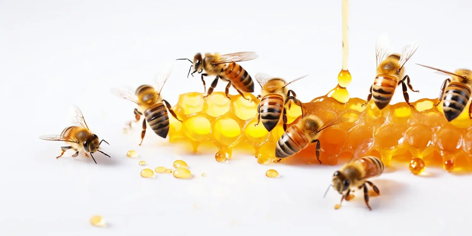 Kiedy powstaje miód spadziowy?