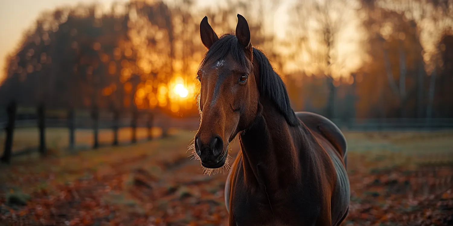 Jak działa profesjonalne krematorium dla zwierząt?